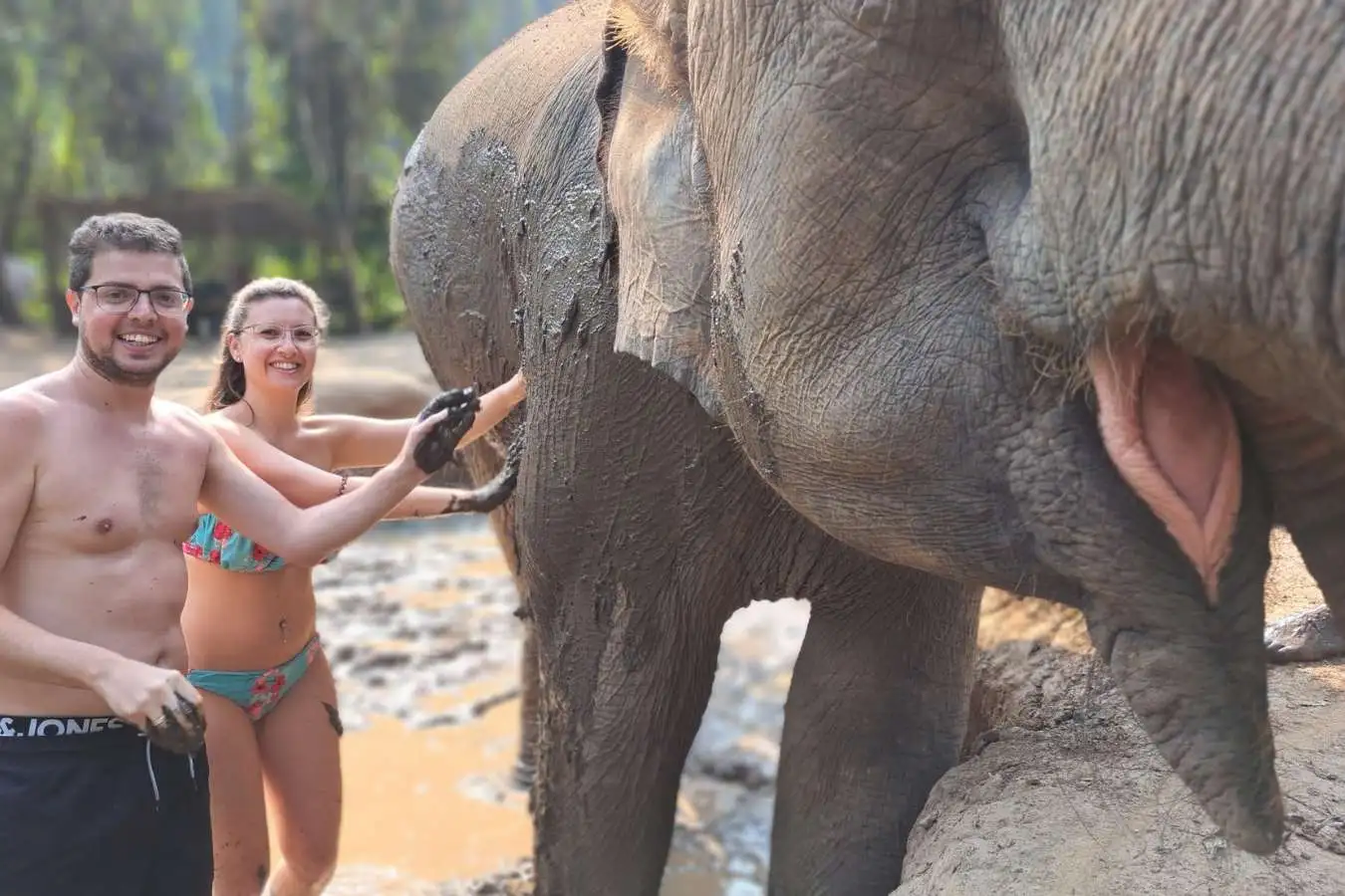 Elephant in Wild Sanctuary Half Day Morning / Afternoon - Image 11