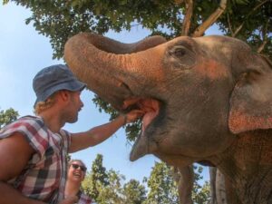 feeding the elephants , 1 day chiang mai elephant tour