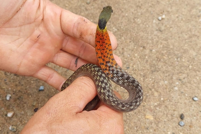 1 Day Doi Inthanon National Park Area hiking (Only Walk 6-7 hrs) - Image 10